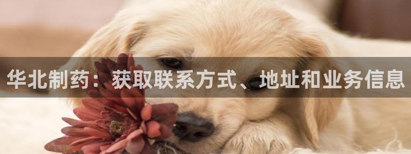 九游老哥俱乐部官网登录入口：华北制药：获取联系方式、地址和业务信息